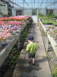Wandering through the greenhouse at Altamont Orchards. He was unimpressed and just wanted to know where all the strawberries were.