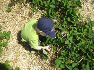 Picking his own strawberry.